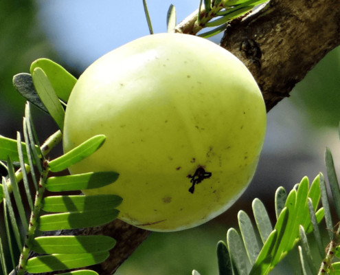 plantes tinctoriales Amla