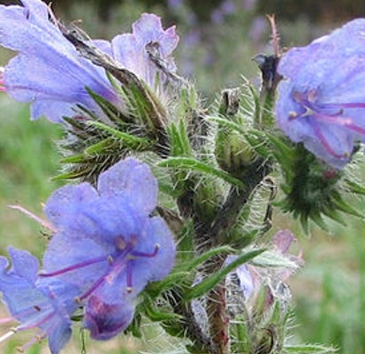 Illustration sur la théorie des signatures des plantes médicinales