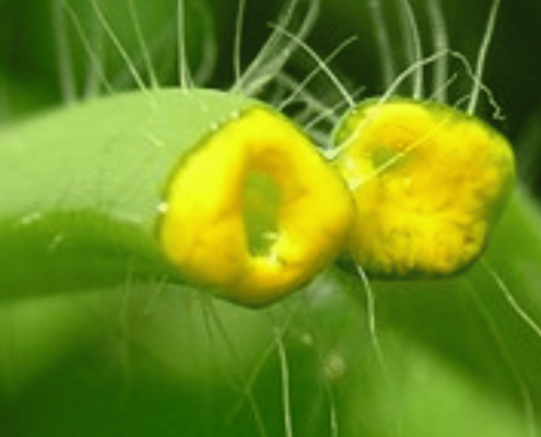 Illustration sur la théorie des signatures des plantes médicinales