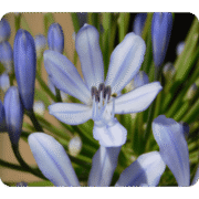 L'ingigotier plante tinctoriales pour les coloration -s végétales