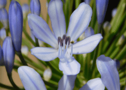 L'ingigotier plante tinctoriales pour les coloration -s végétales