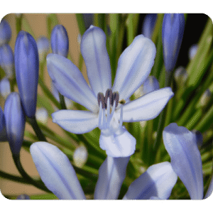 L'ingigotier plante tinctoriales pour les coloration -s végétales