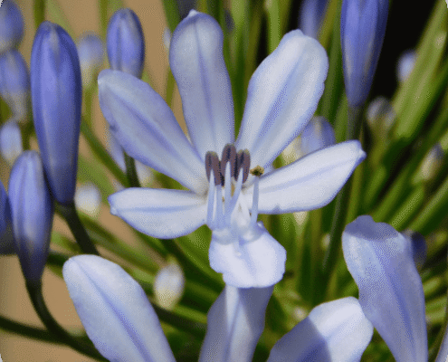 L'ingigotier plante tinctoriales pour les coloration -s végétales
