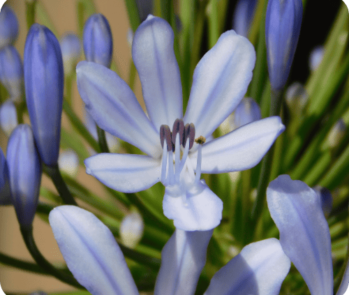 L'ingigotier plante tinctoriales pour les coloration -s végétales