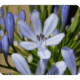 L'ingigotier plante tinctoriales pour les coloration -s végétales