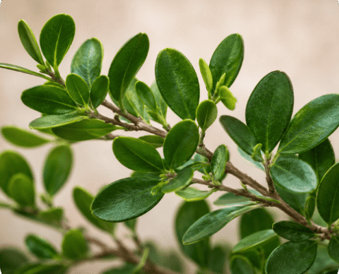 Katam Katam, plante tinctoriales pour les colorations végétales