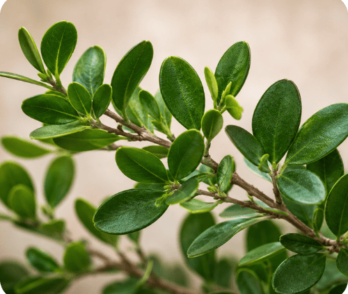 Katam, plante tinctoriales pour les colorations végétales