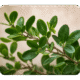 Katam, plante tinctoriales pour les colorations végétales