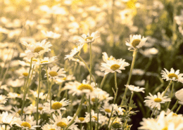 La Matricaire, plantes ayurvédiques pour les colorations végétales