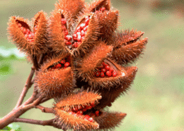 Le rocou, plante ayurvédique pour les colorations végétales