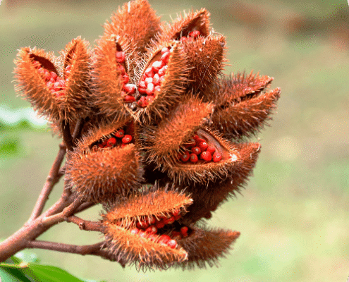 Le rocou, plante ayurvédique pour les colorations végétales