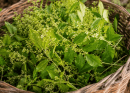 hénné, plante tinctoriale des colorations végétales