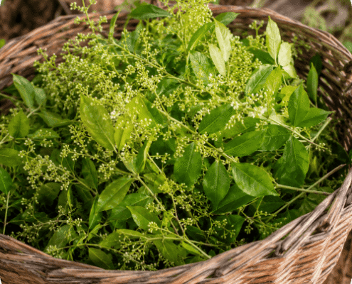 hénné, plante tinctoriale des colorations végétales