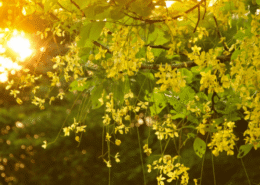 cassia ou henné neutre dans nos colorations végétales