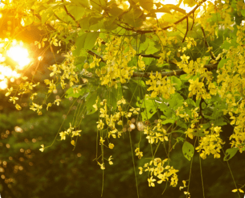 cassia ou henné neutre dans nos colorations végétales