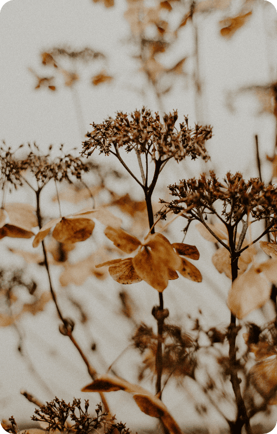 plante tinctoriales plante tinctoriales pour els colorations végétales et naturelles