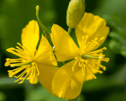 Le latex jaune de la chélidoine