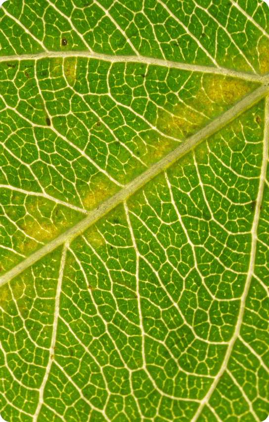plante entière Plante entière vu au microscope avant sa micronisation en coloration végétale